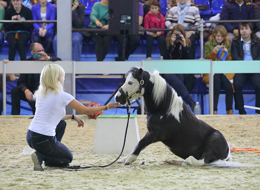馬匹博覽會，馬展現場，莫斯科馬博覽會現場